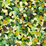 SRKD-20265-49 OLIVE II Painterly Petals